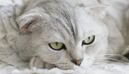 星空体育在线-英雄联盟韩服天梯排名洗牌中国选手表现抢眼，英雄联盟韩服最新排名